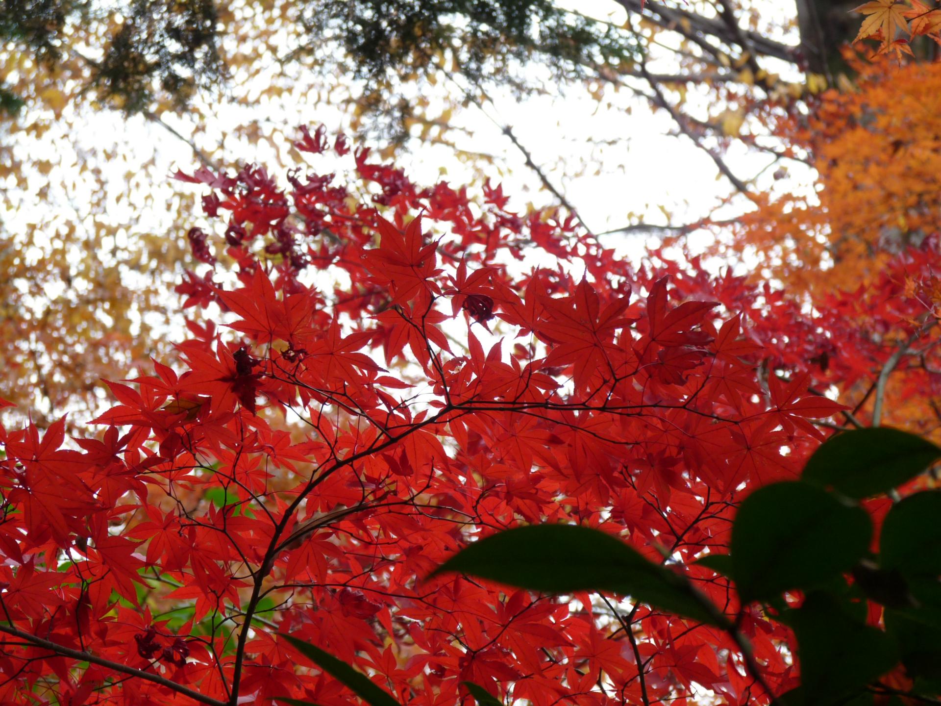 睡足軒（すいそくけん）の紅葉の写真６