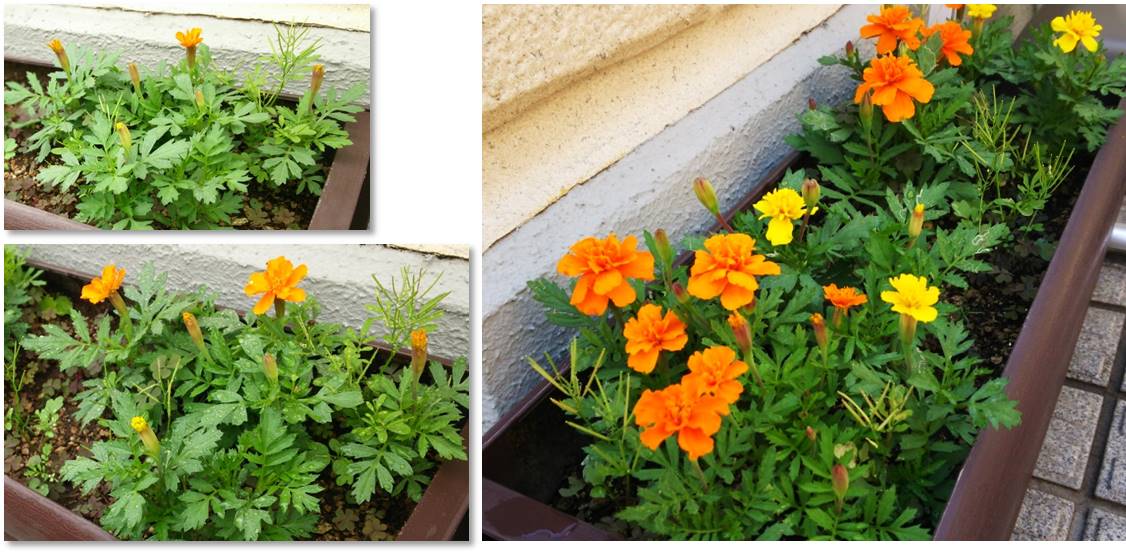 富士見台カイロプラクティックセンターブログ/マリーゴールド