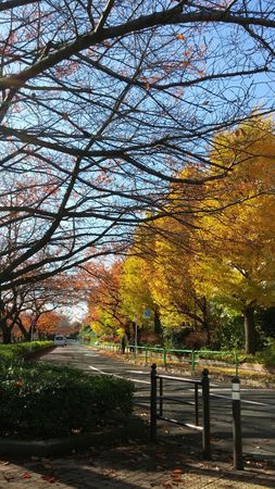 練馬高野台駅前の紅葉/富士見台カイロプラクティックセンター