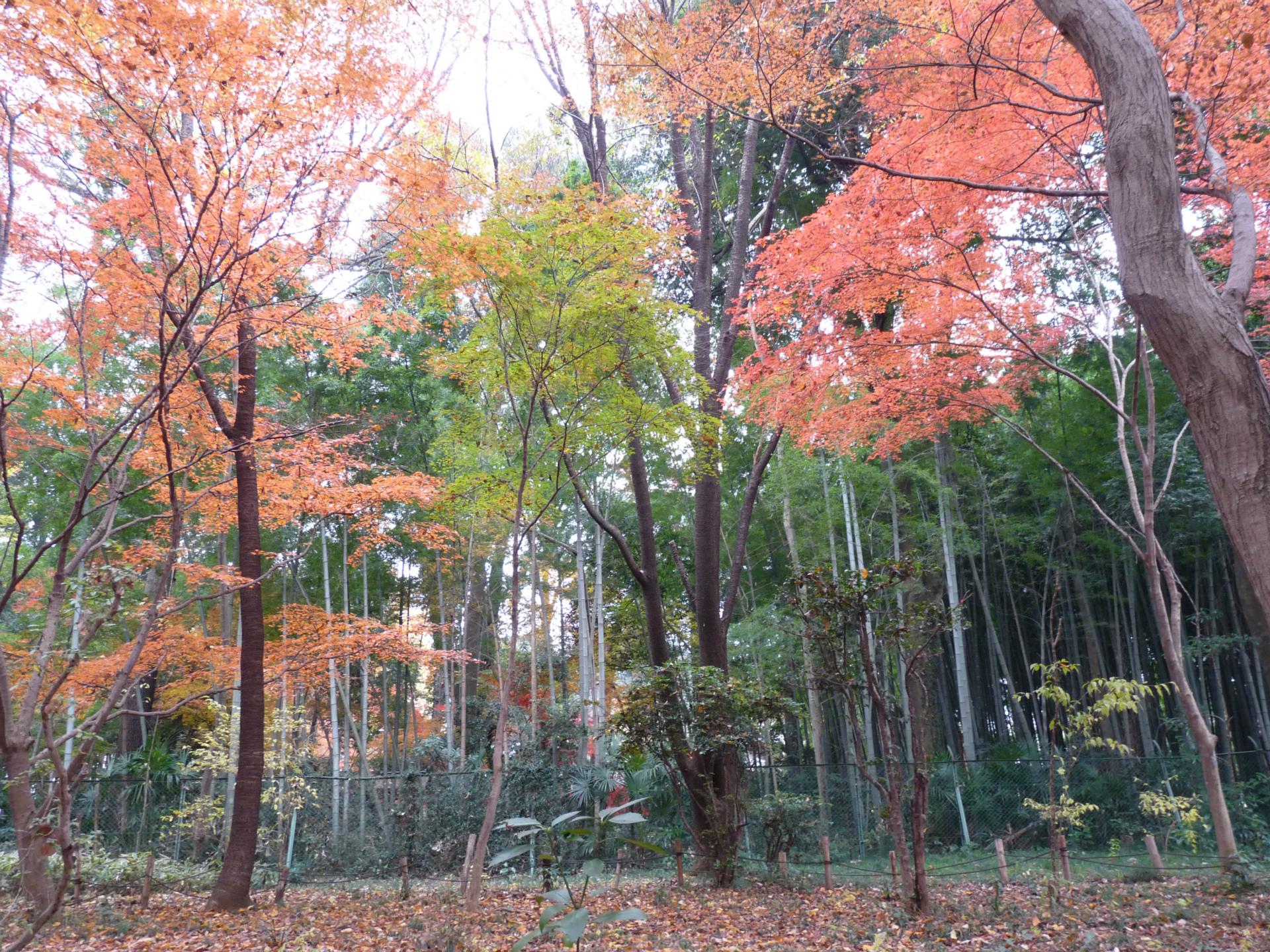 睡足軒（すいそくけん）の紅葉の写真２