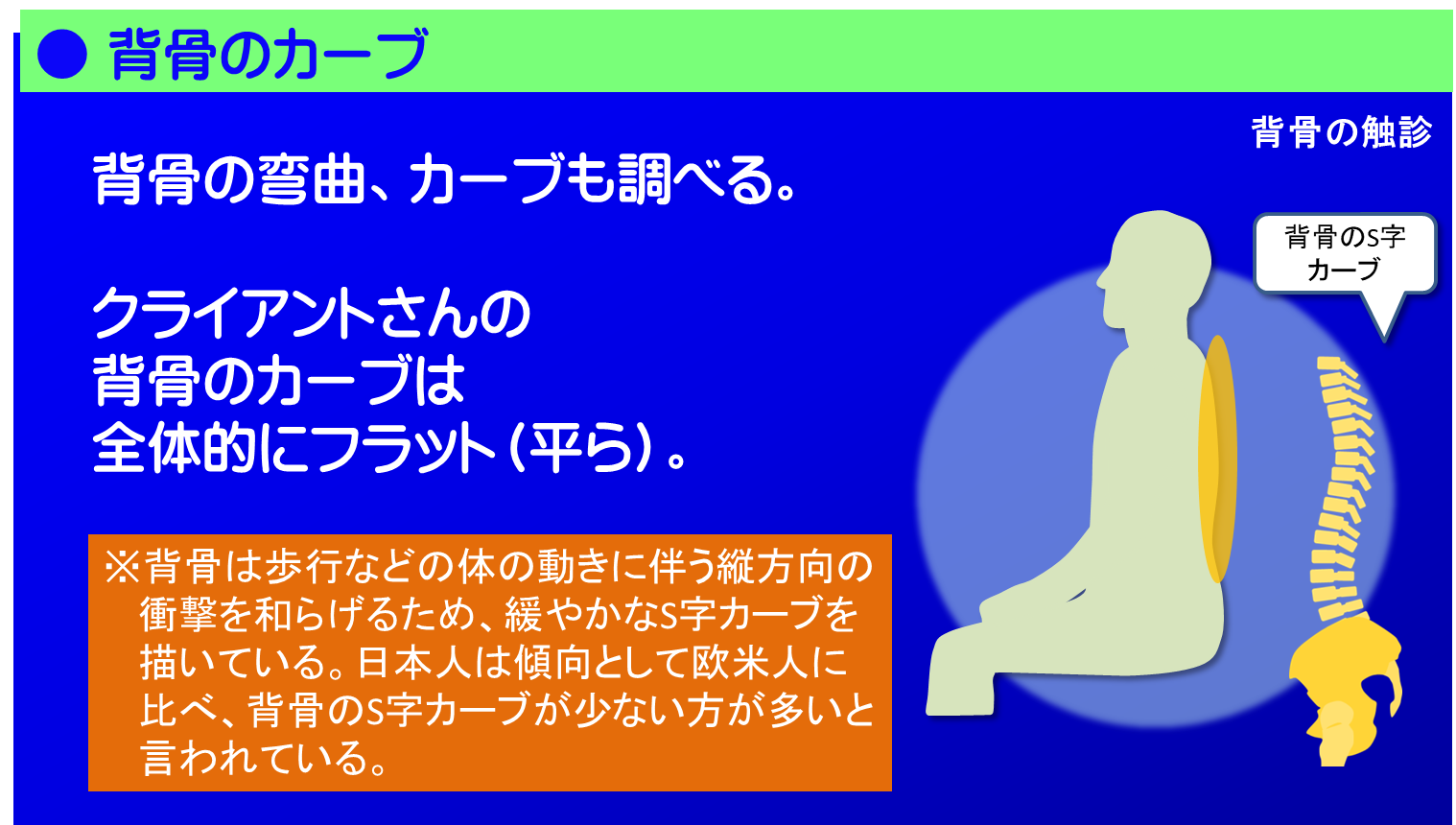 背骨の弯曲、カーブも調べます。背骨は歩行などの体の動きに伴う縦方向の衝撃を和らげるため、緩やかなS字カーブを描いています。クライアントさんの背骨のカーブは全体的にフラット（平ら）な感じでした。