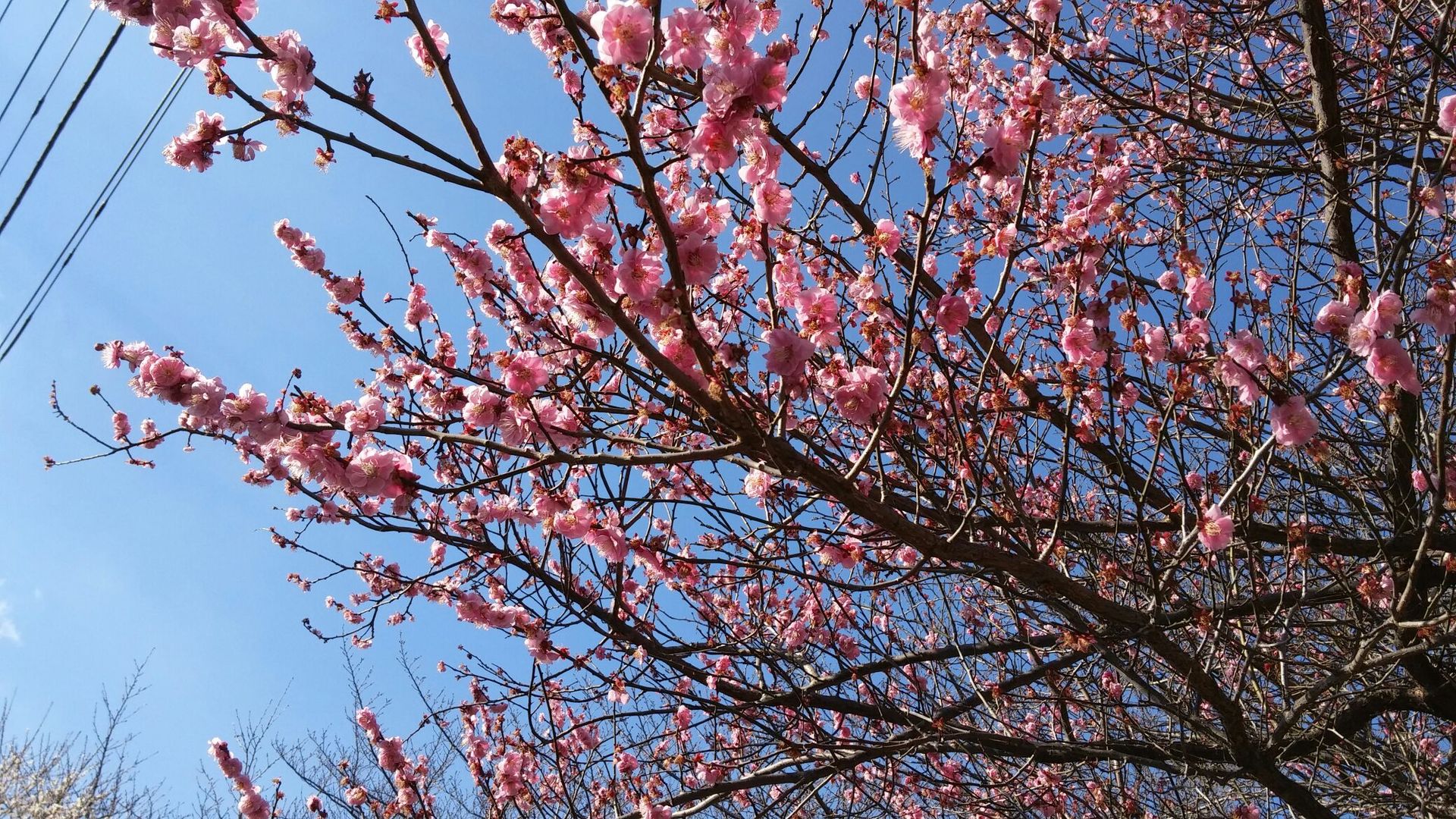 富士見台カイロプラクティックセンターのブログ 梅の写真