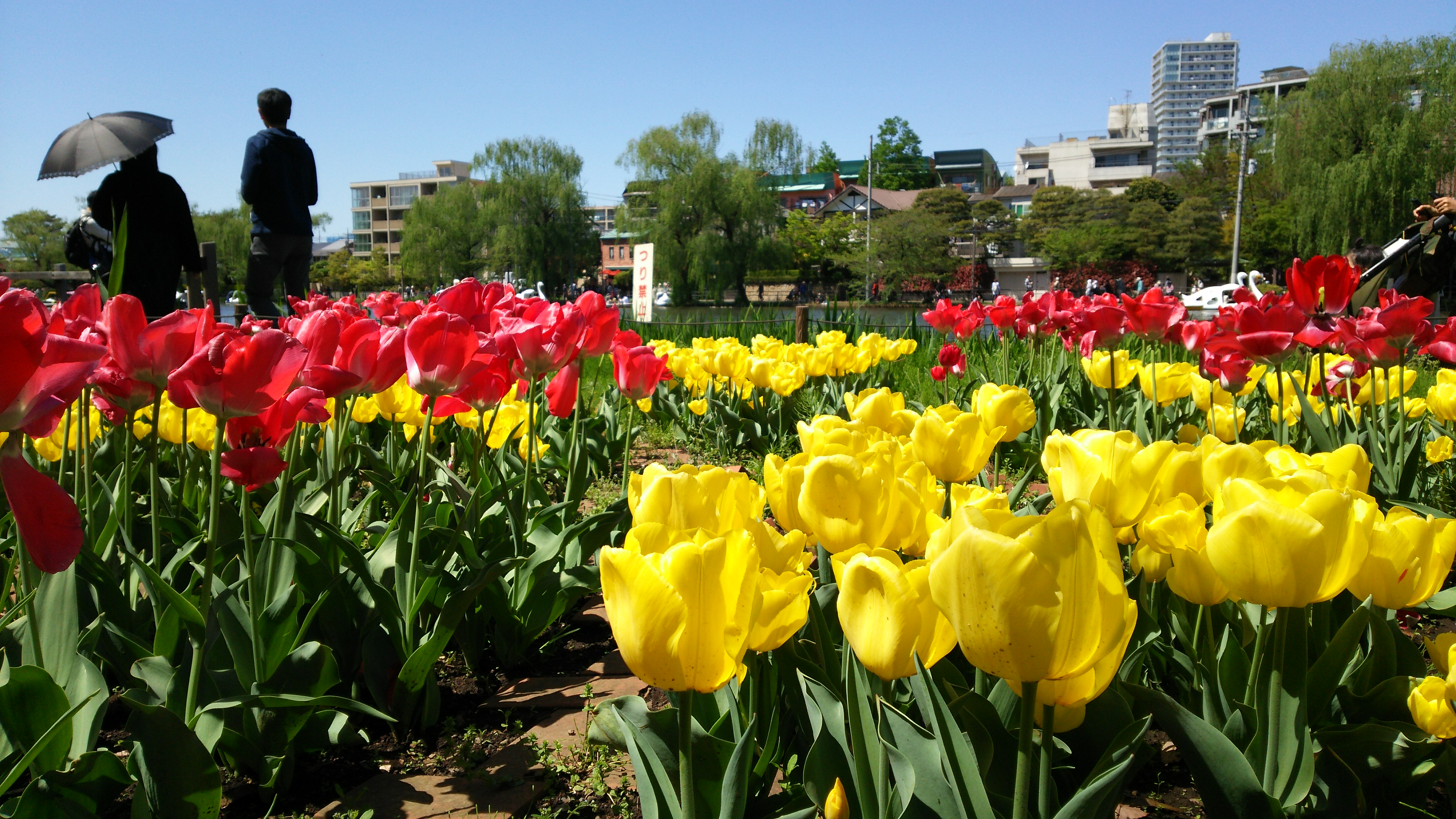 「照姫まつり」石神井公園／練馬区の整体　富士見台カイロプラクティックセンターブログ