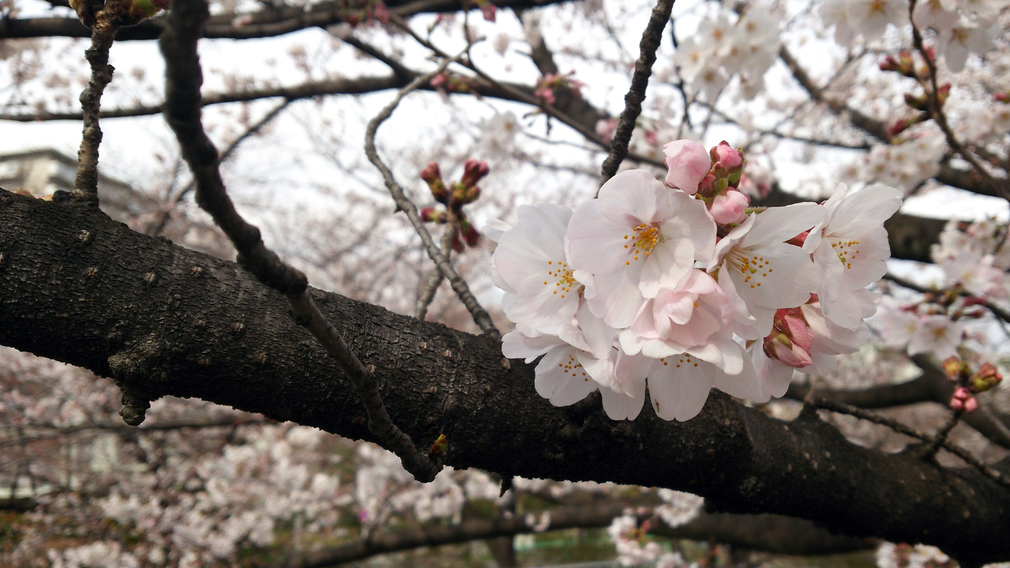 練馬高野台周辺の桜