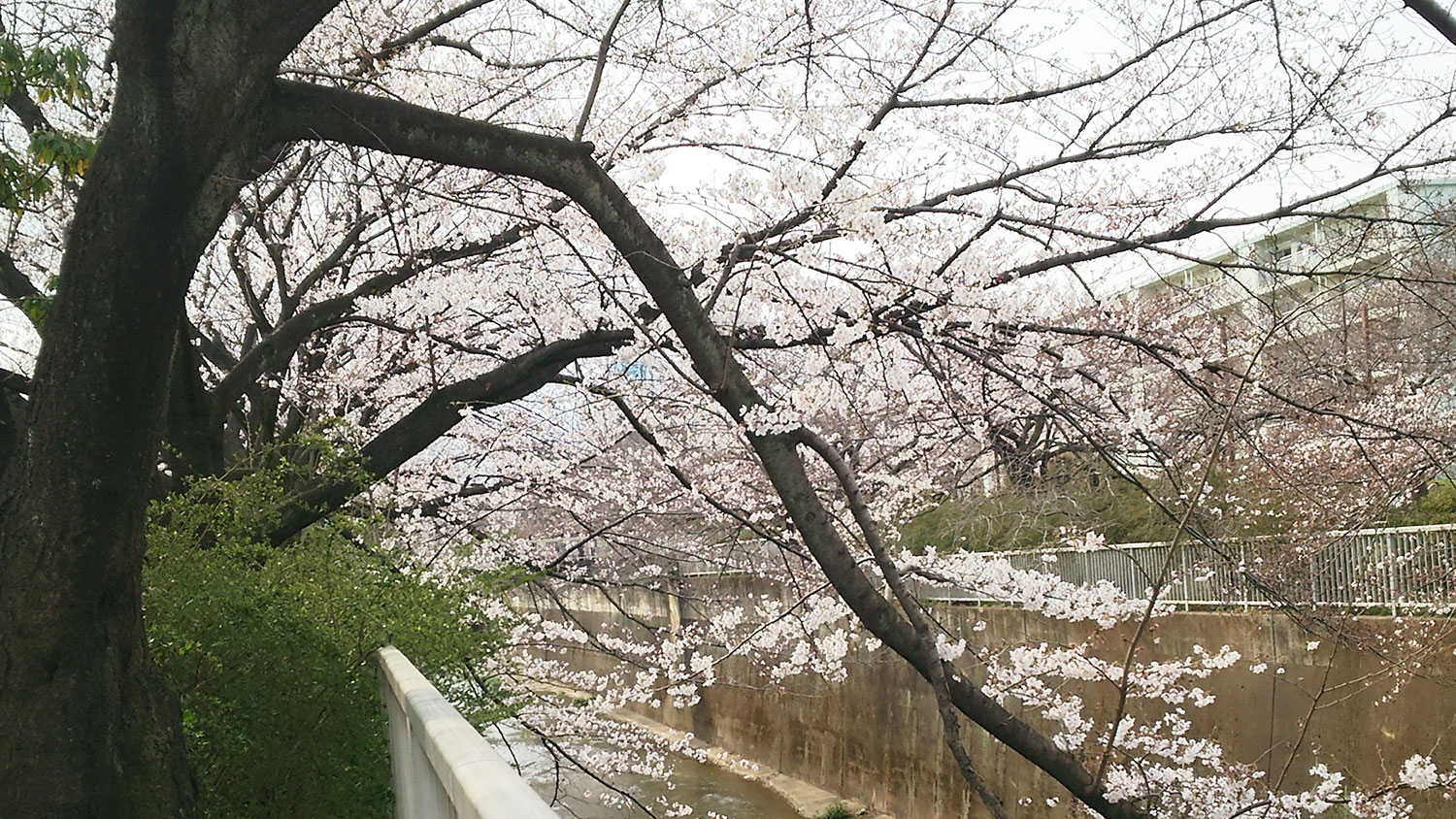 練馬高野台周辺の桜