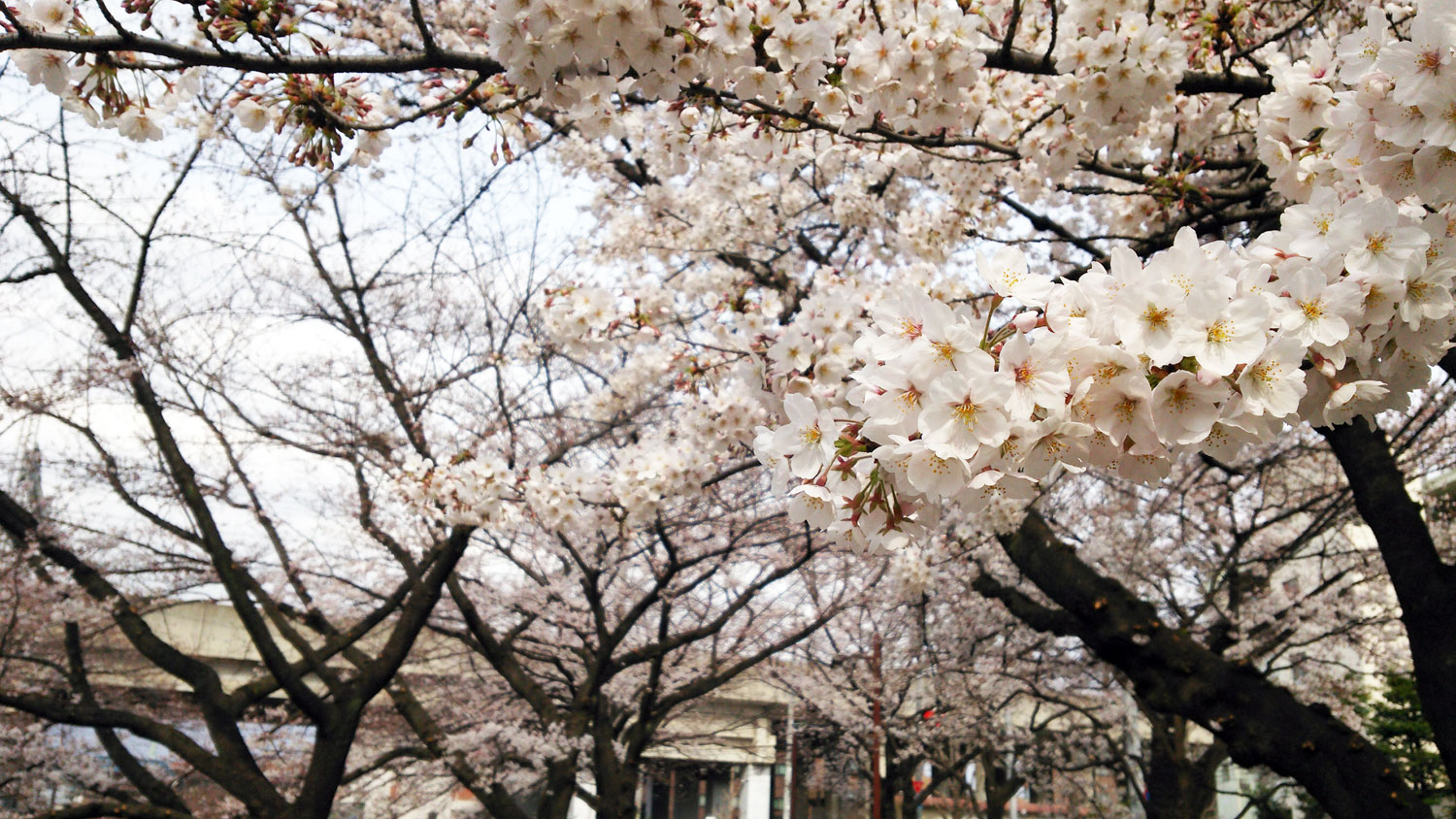 練馬高野台周辺の桜