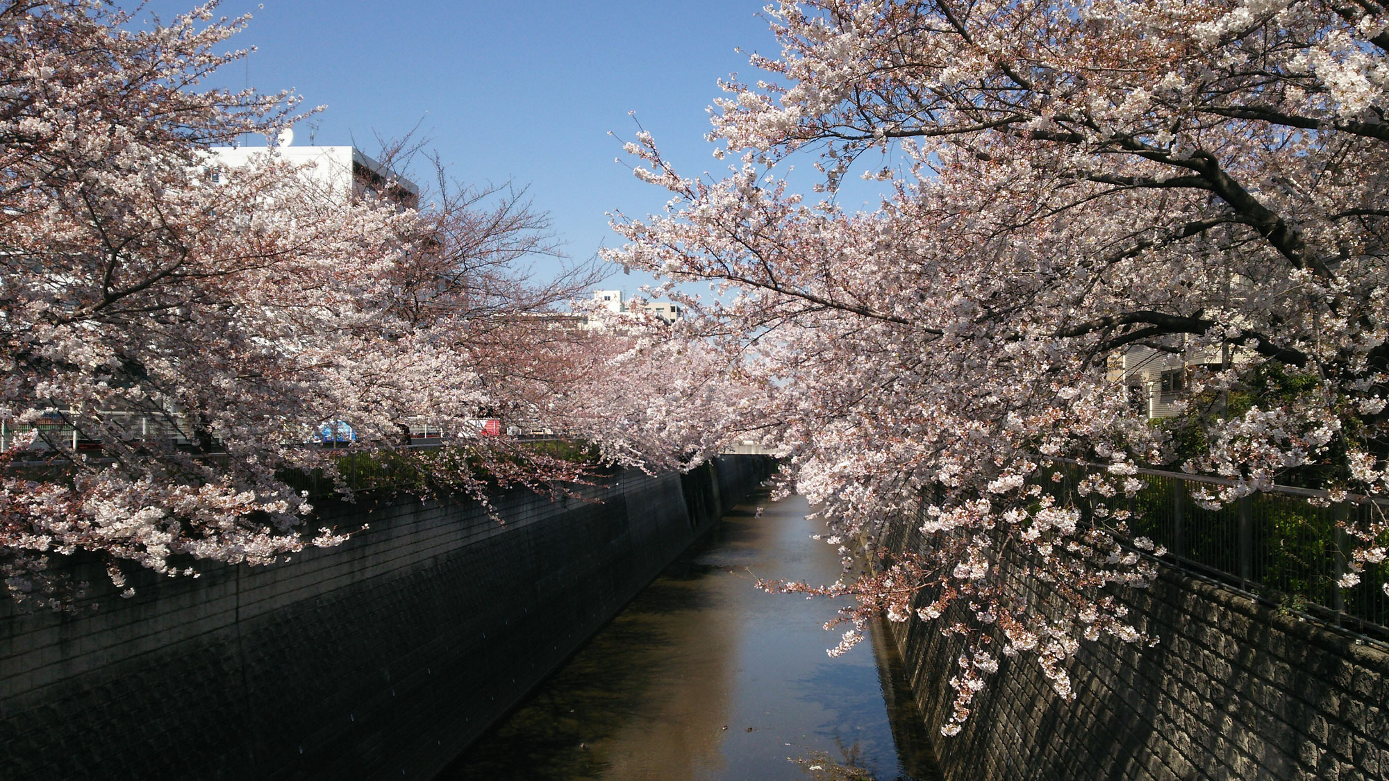 練馬高野台周辺の桜