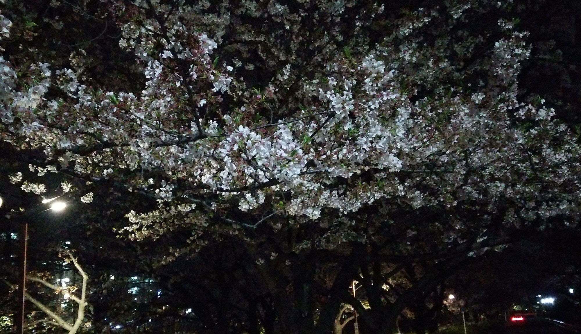 練馬高野台周辺の桜