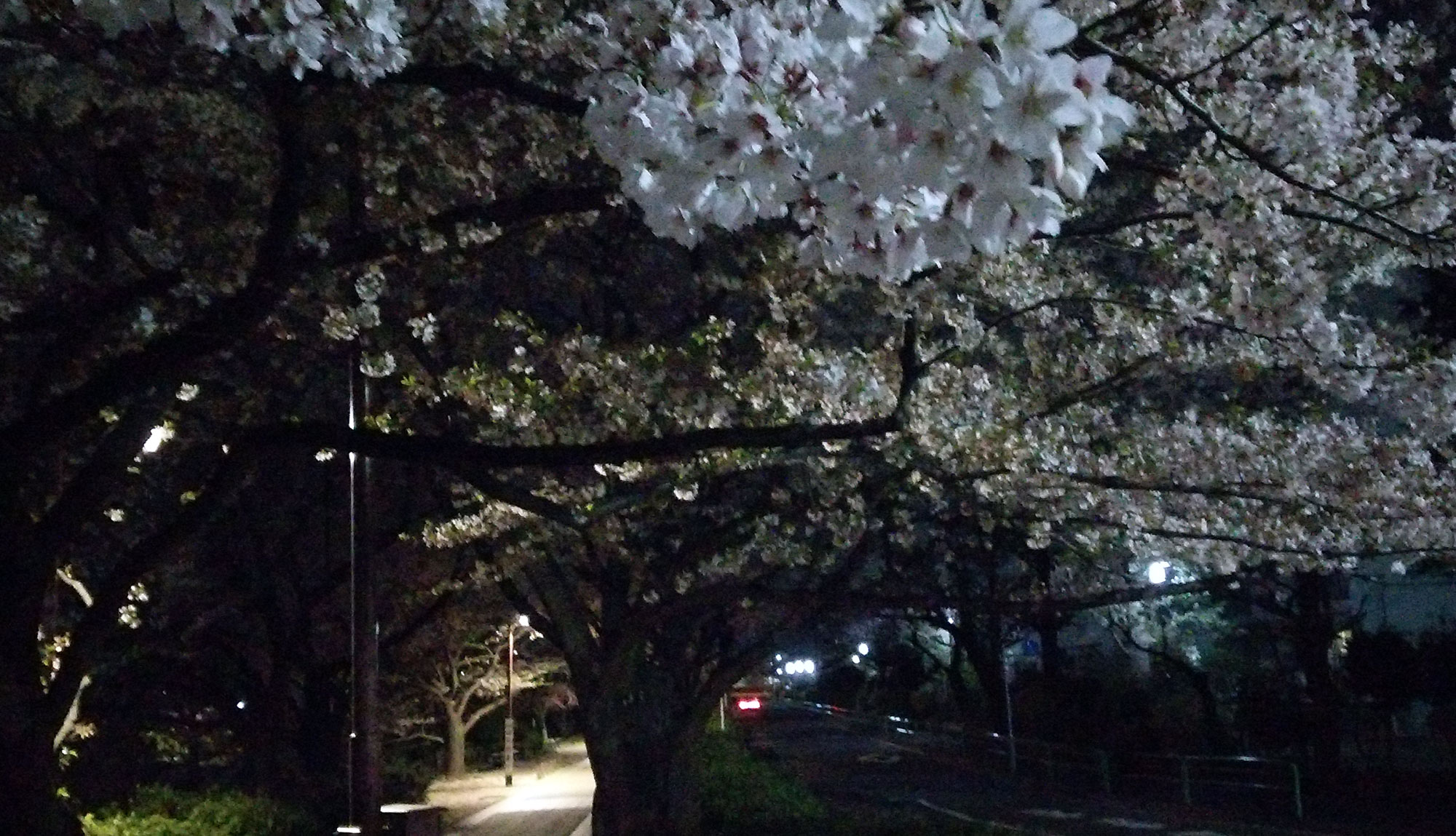 練馬高野台周辺の桜