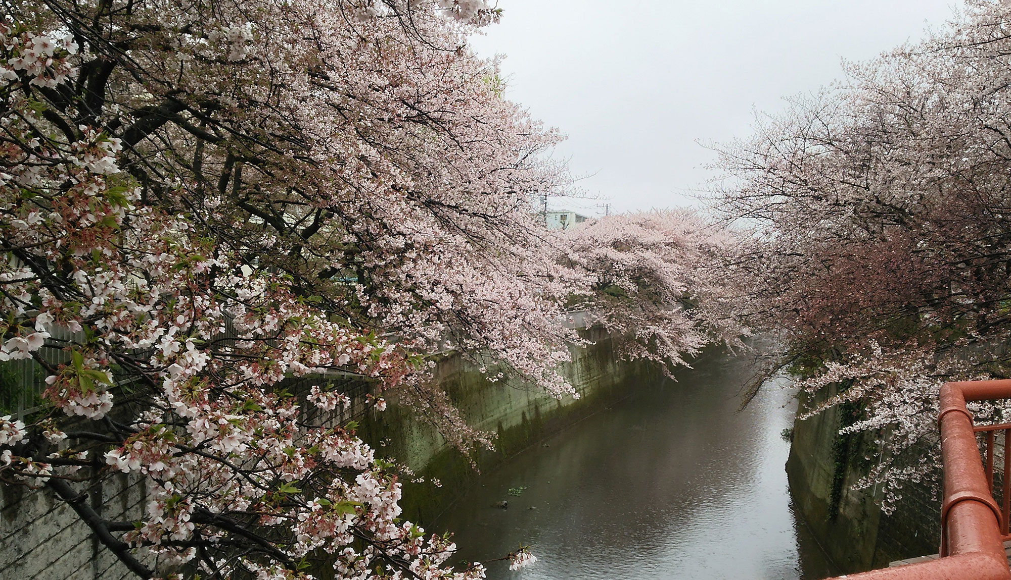 練馬高野台周辺の桜