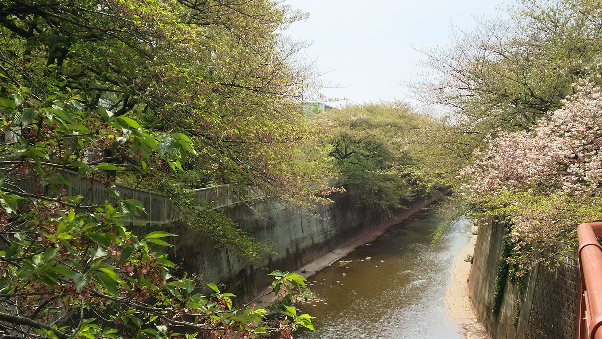 練馬高野台周辺の桜