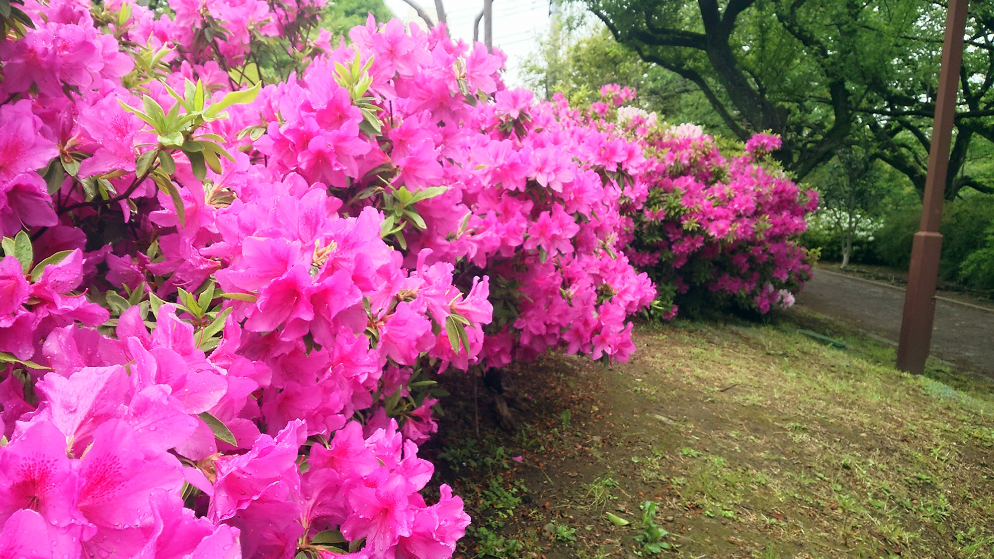 練馬高野台周辺のツツジ