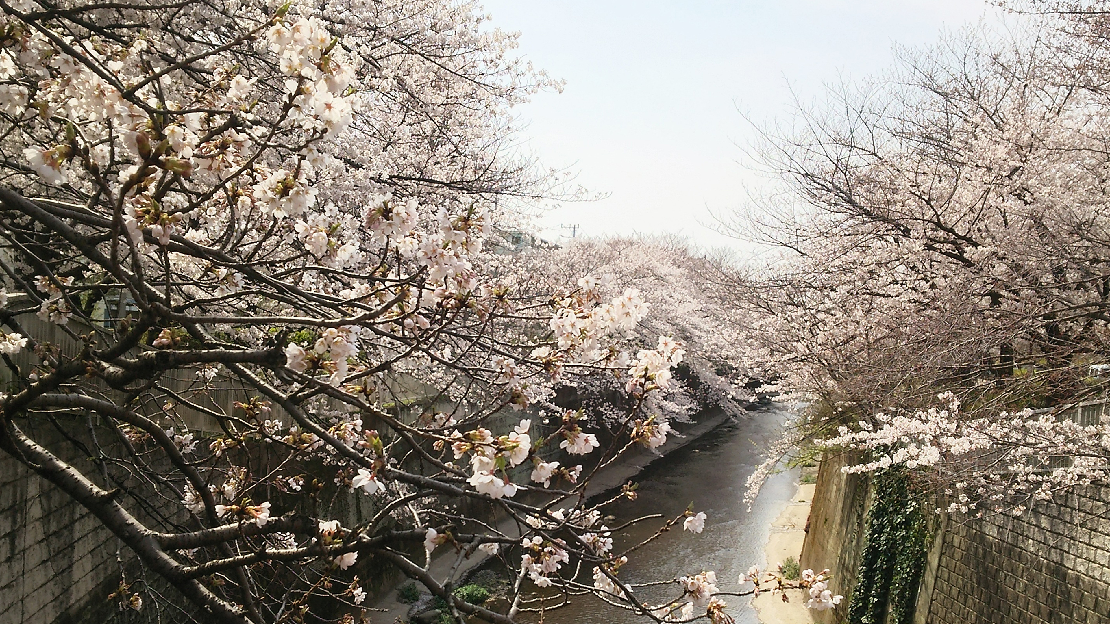 練馬高野台周辺の桜