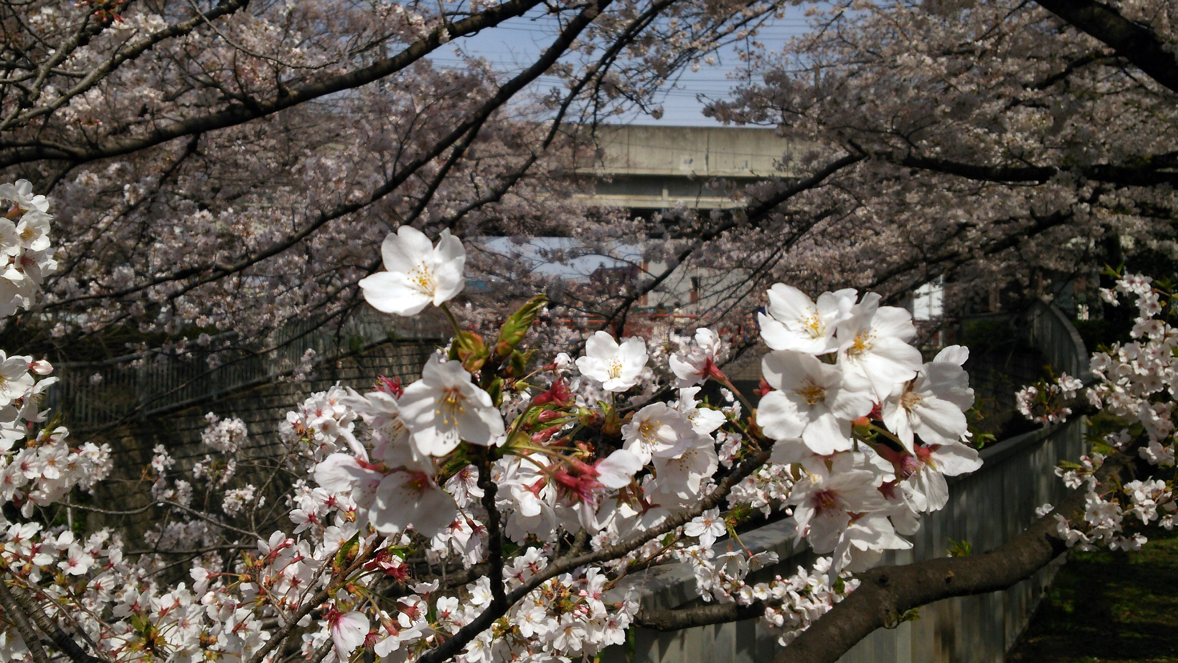 練馬高野台周辺の桜