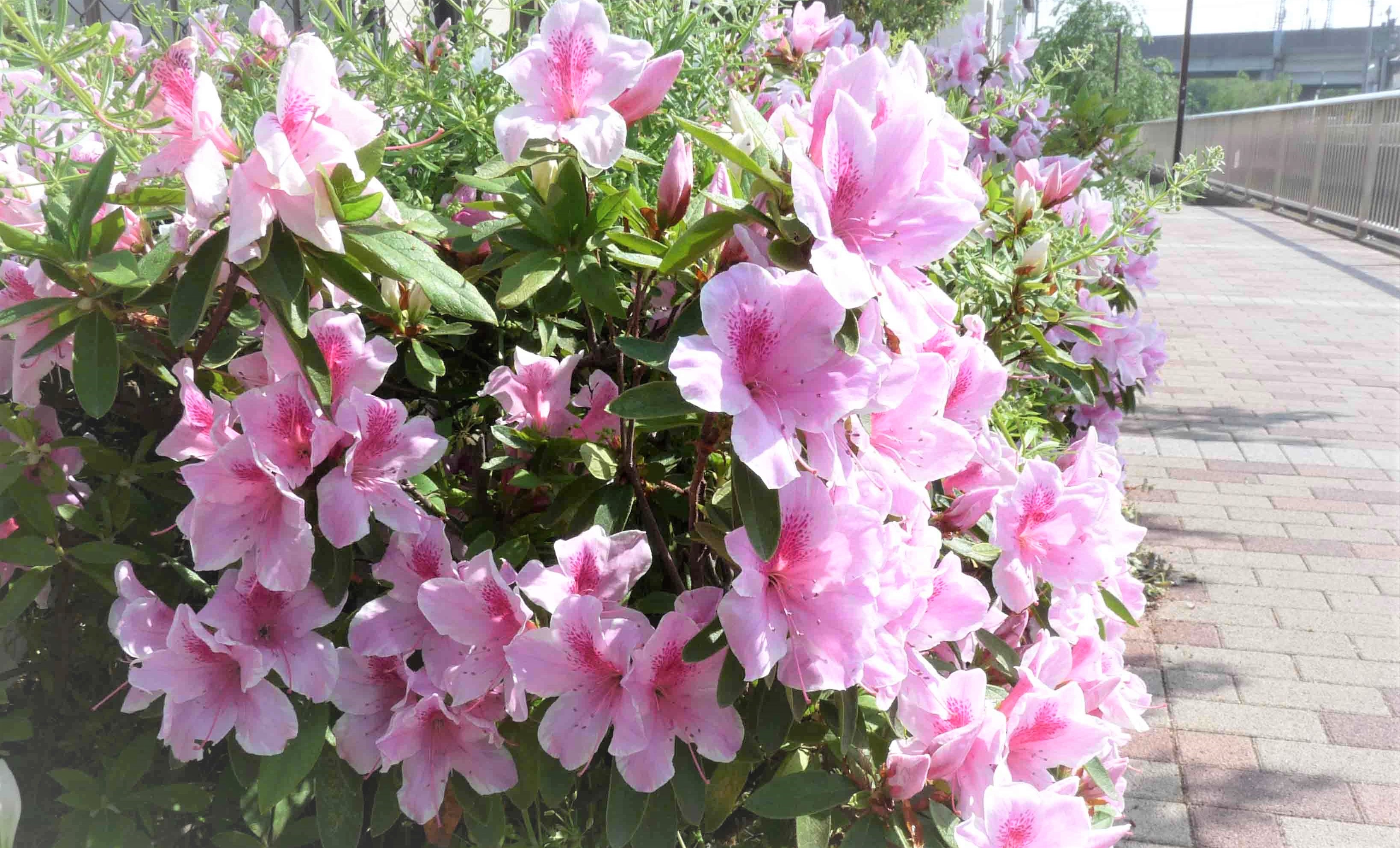 練馬高野台駅周辺のサツキ