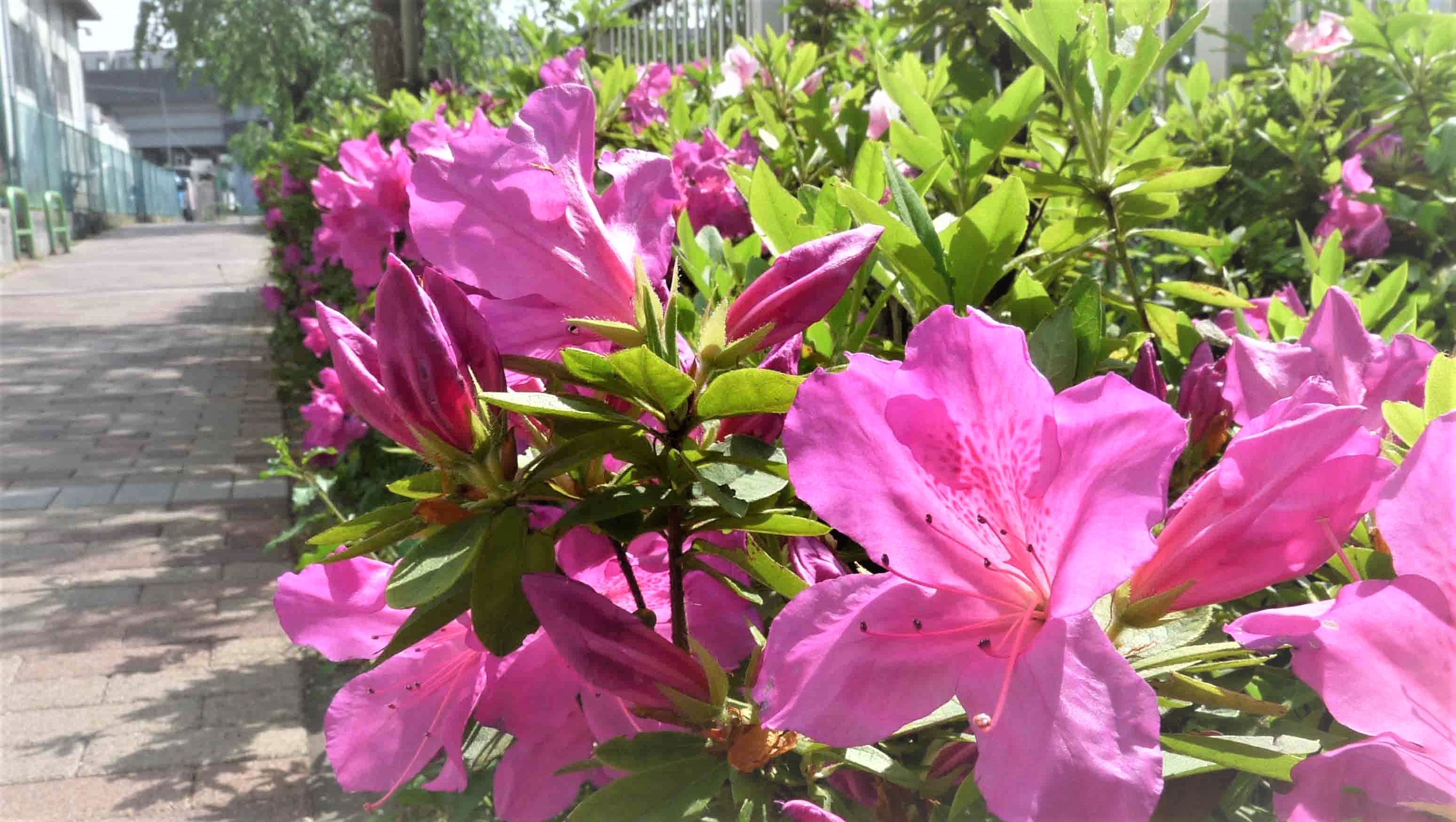 練馬高野台駅周辺のサツキ