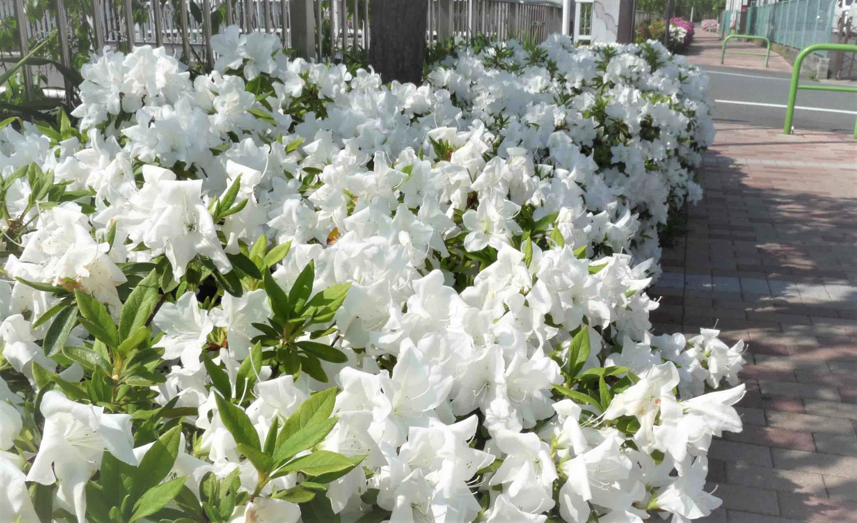 練馬高野台駅周辺のサツキ