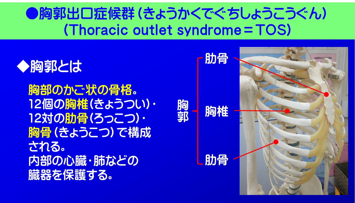 胸郭出口症候群/胸郭とは