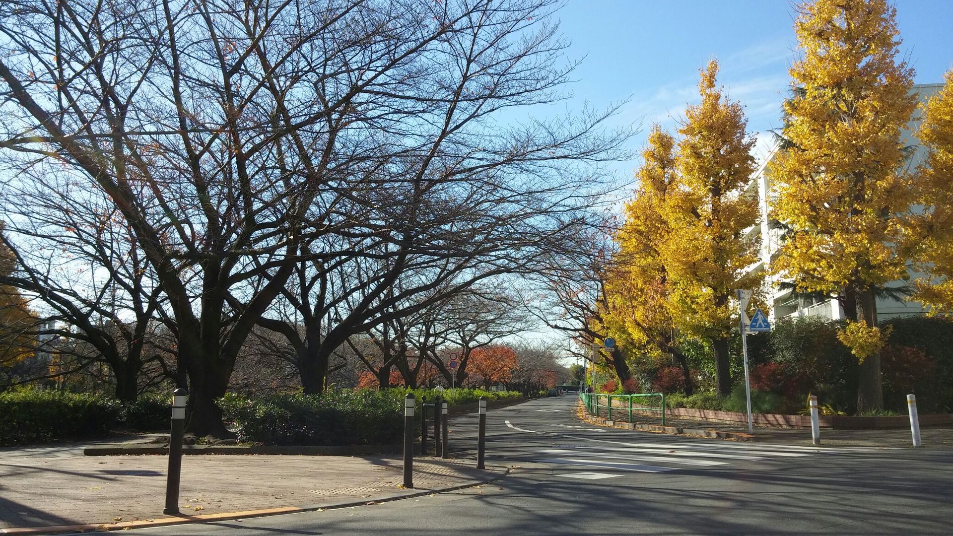 富士見台カイロプラクティックセンターのブログ 練馬高野台駅前の紅葉