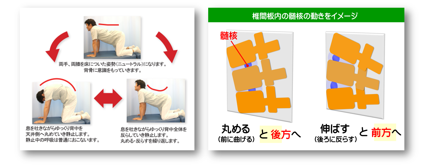 腰痛体操/腰痛予防に/練馬区整体/富士見台カイロプラクティックセンター