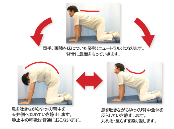 キャットエクササイズ／腰痛体操／富士見台カイロプラクティックセンター