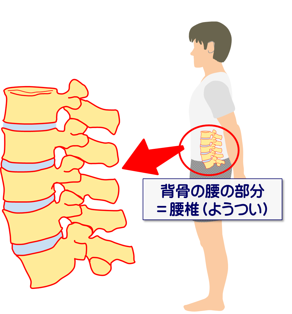 椎間板のしくみを知って腰痛予防！／富士見台カイロプラクティックセンター