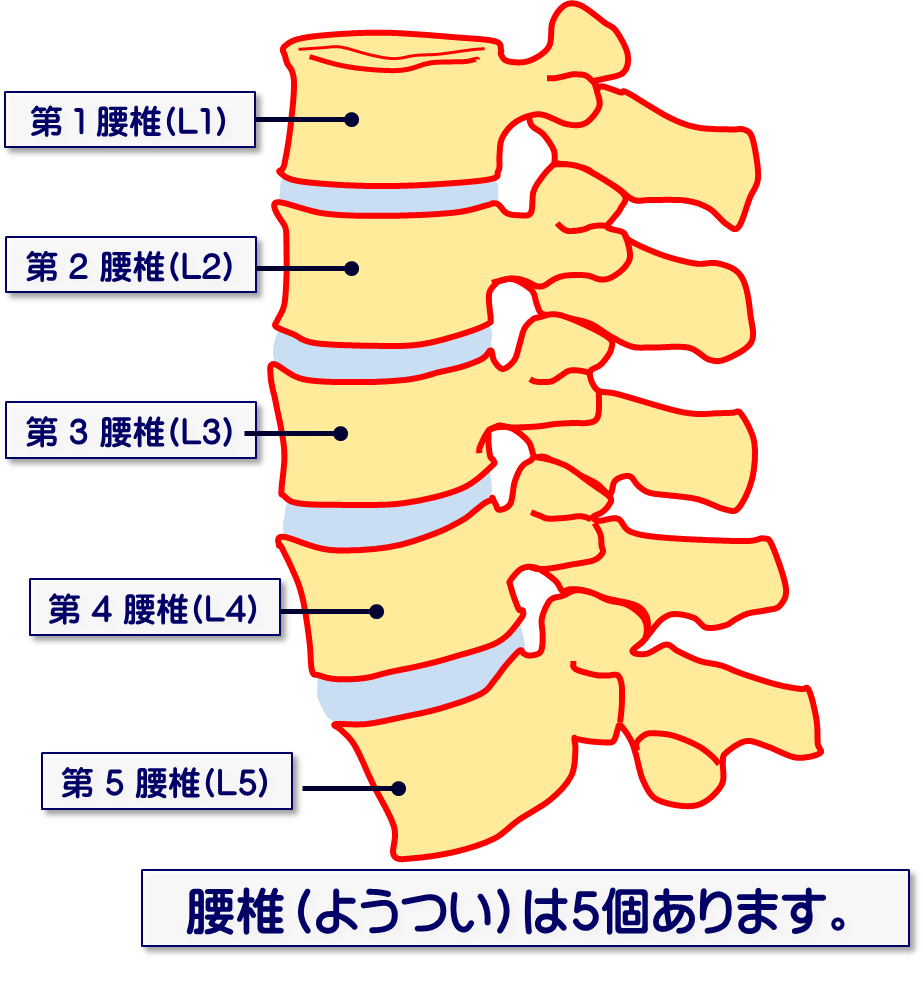 椎間板のしくみを知って腰痛予防！／富士見台カイロプラクティックセンター