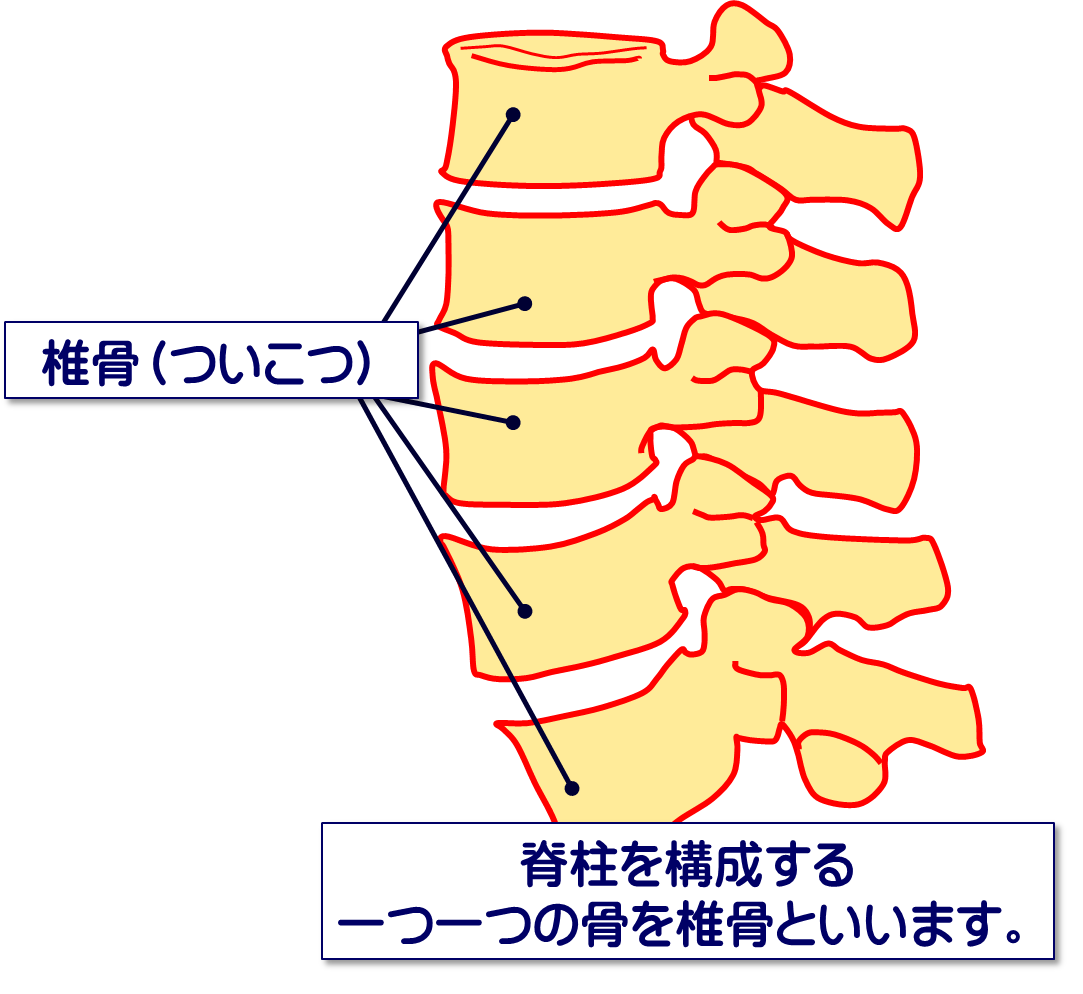 椎間板のしくみを知って腰痛予防！／富士見台カイロプラクティックセンター