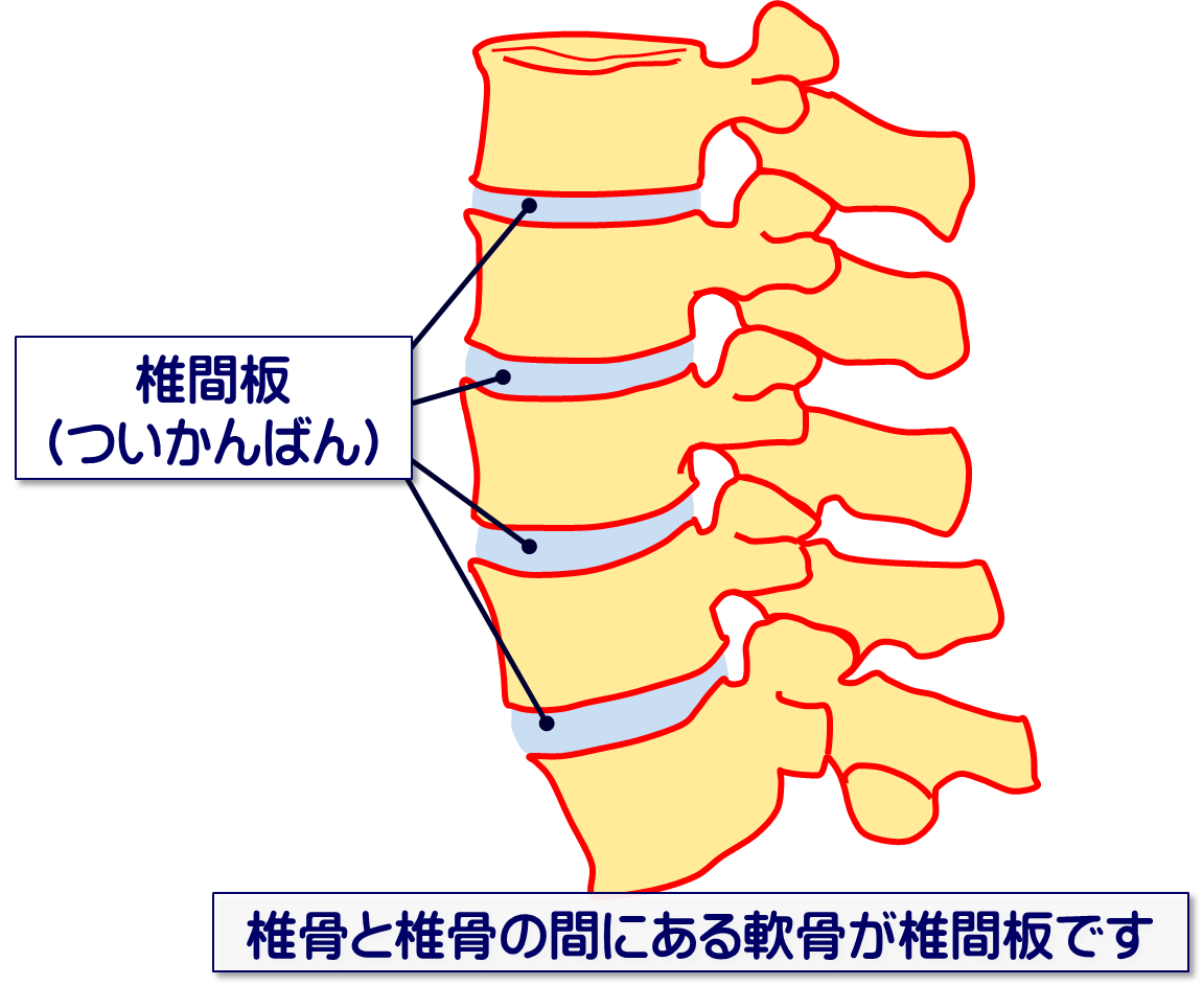 椎間板のしくみを知って腰痛予防！／富士見台カイロプラクティックセンター