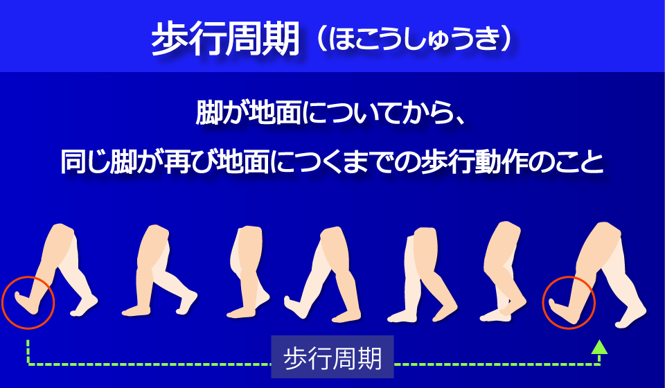 歩行周期／富士見台カイロプラクティックセンター