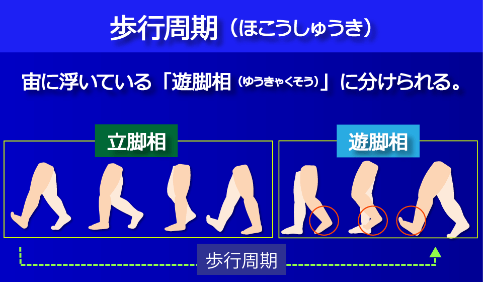 「遊脚相（ゆうきゃくそう）」／富士見台カイロプラクティックセンター