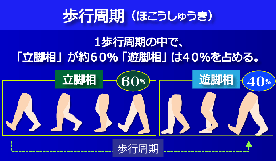 歩行周期の割合／富士見台カイロプラクティックセンター
