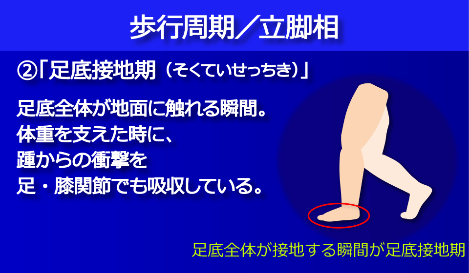 「足底接地期（そくていせっちき）」／富士見台カイロプラクティックセンター