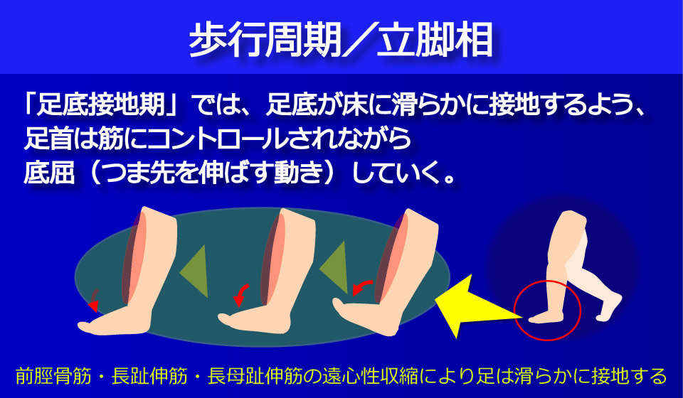 足首は筋にコントロールされながら底屈／富士見台カイロプラクティックセンター