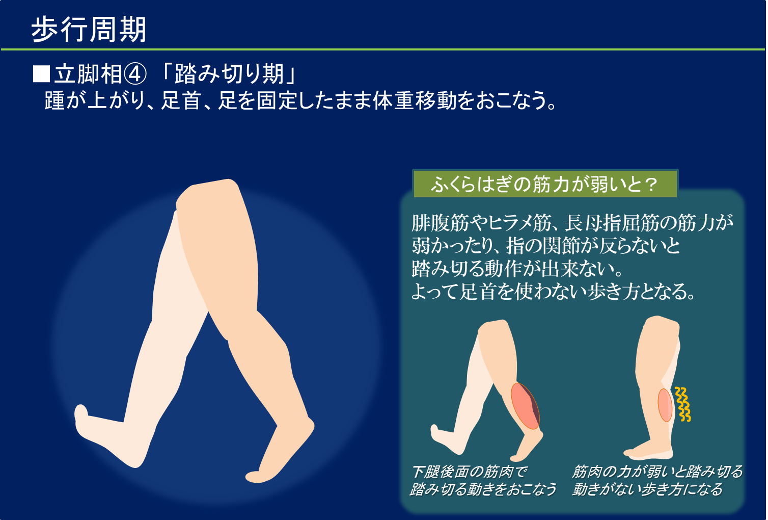 立脚相④踏み切り期