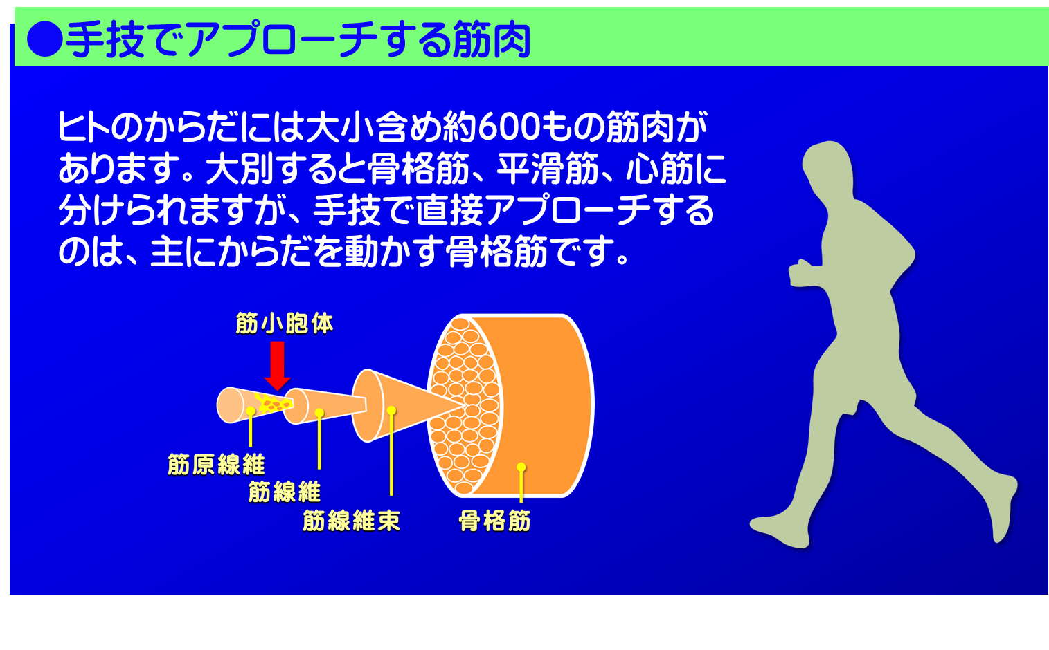 手技でアプローチする筋肉／富士見台カイロプラクティックセンター