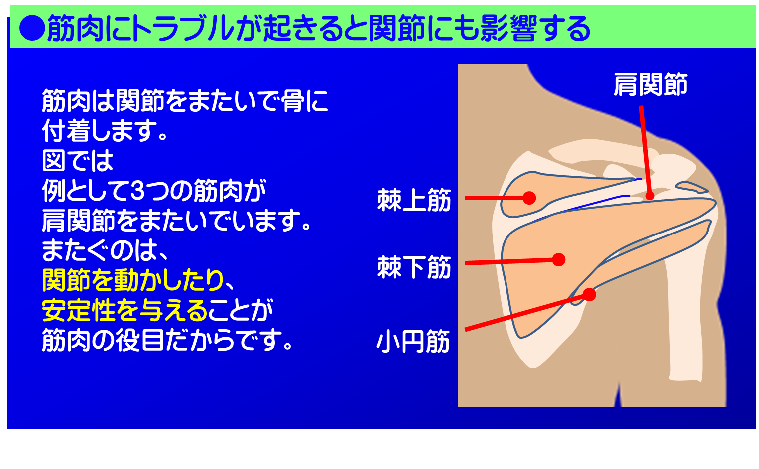 筋肉が原因の肩の痛み/富士見台カイロプラクティックセンター