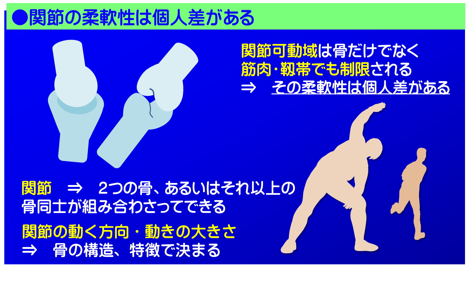 関節可動域は骨だけでなく筋肉・靱帯でも制限されます。その柔軟性は個人差があります／富士見台カイロプラクティックセンター