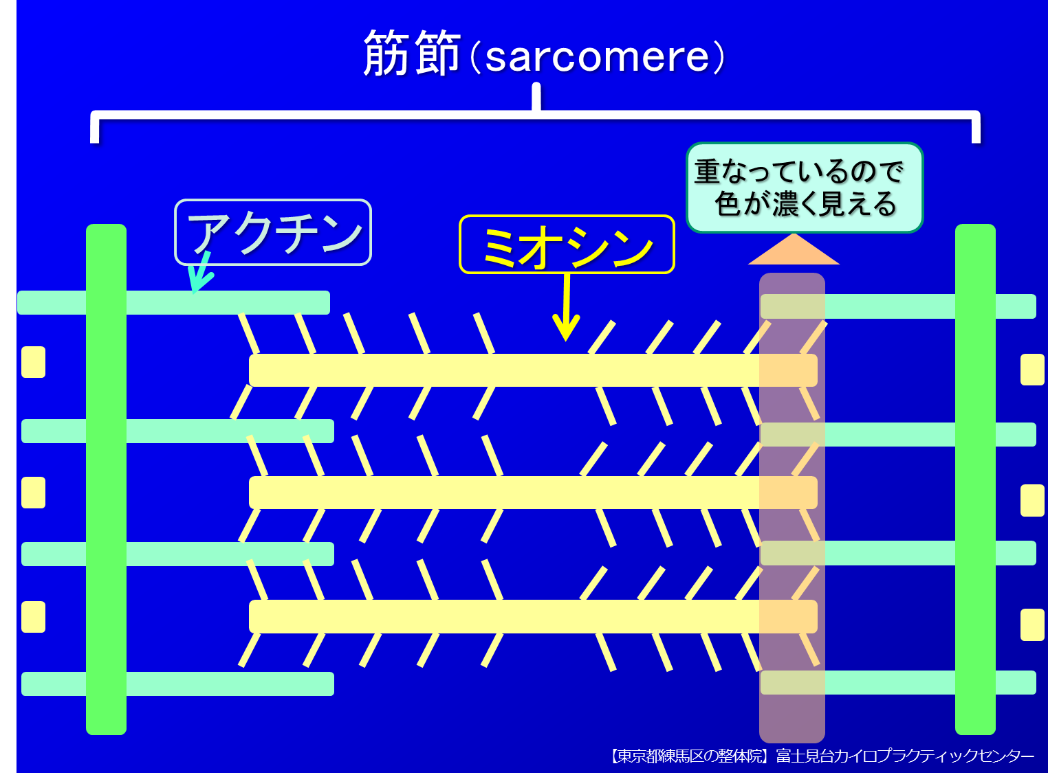 筋線維の構成/練馬区　整体　富士見台カイロプラクティックセンター