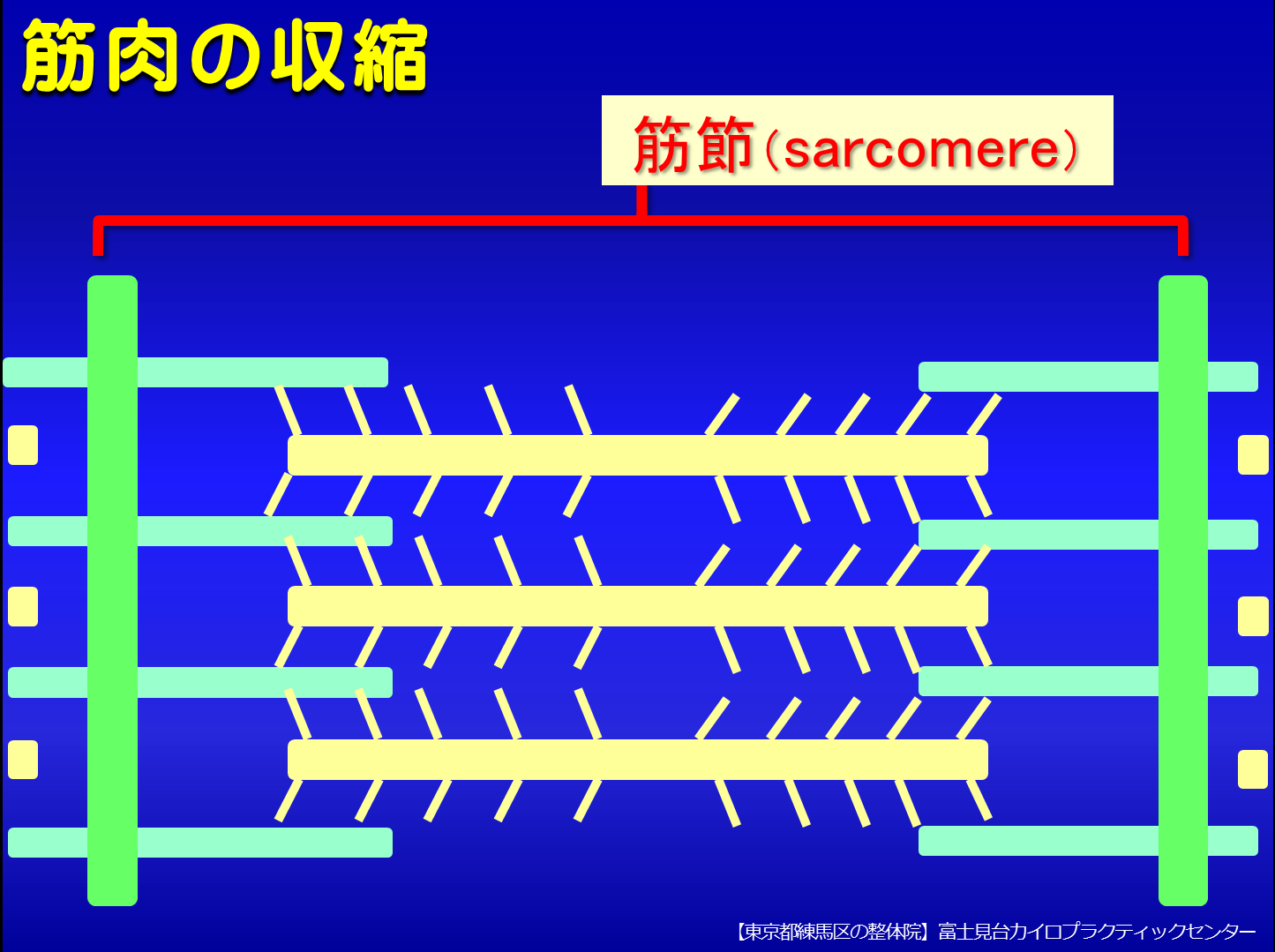筋肉の収縮/トリガーポイント形成のしくみ／富士見台カイロプラクティックセンター