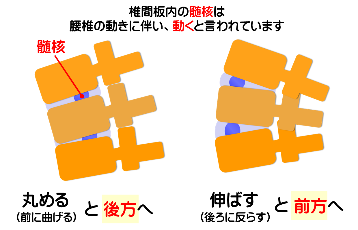 椎間板の働きを知って腰痛・椎間板ヘルニアを予防／富士見台カイロプラクティックセンター