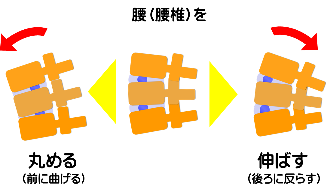 椎間板の働きを知って腰痛・椎間板ヘルニアを予防／富士見台カイロプラクティックセンター